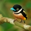 Lobos zlutocerny - Eurylaimus ochromalus - Black-and-yellow Broadbill o7099